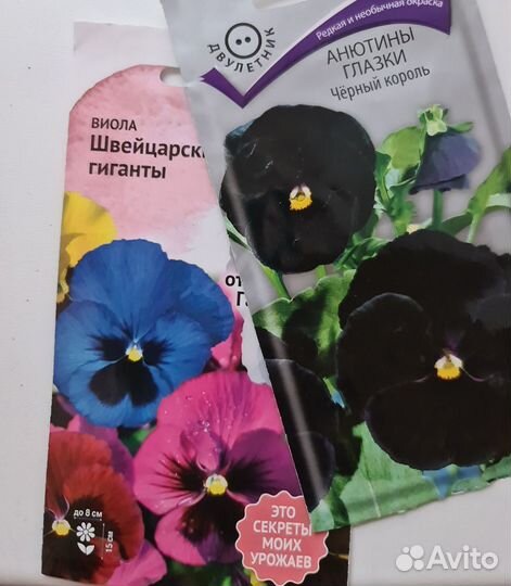 Цветы виола и бакопа