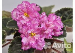 Любимые фиалки