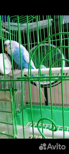 Передержка грызунов