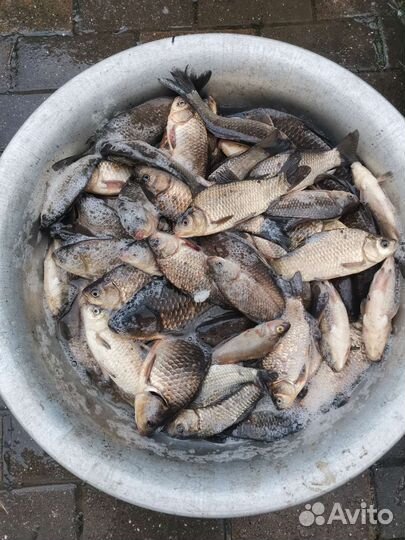 Живая рыба карась