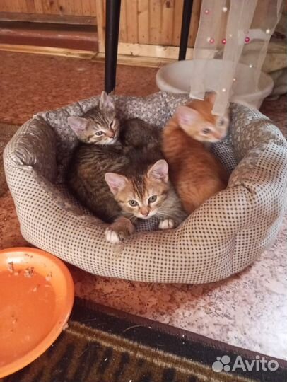 Котята в добрые руки