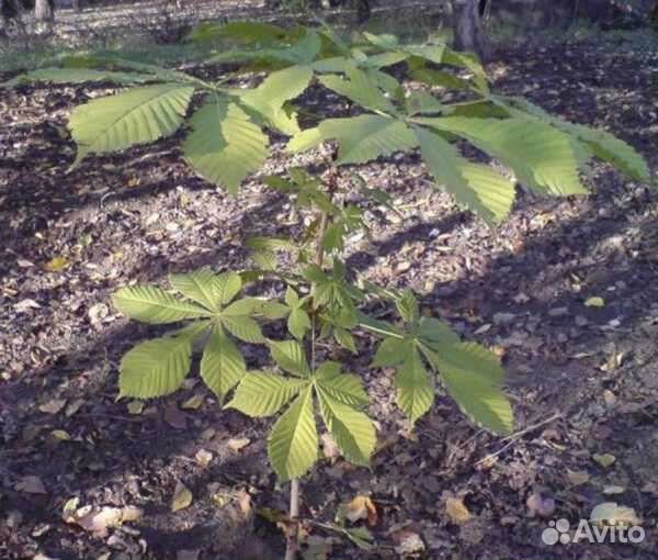 Саженцы каштана