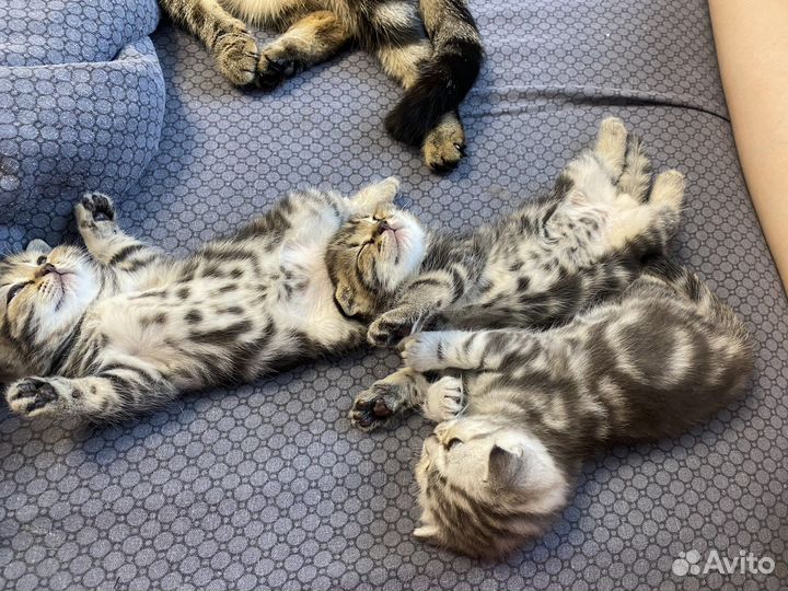 Шотландские котята