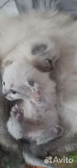 Кошка в дар