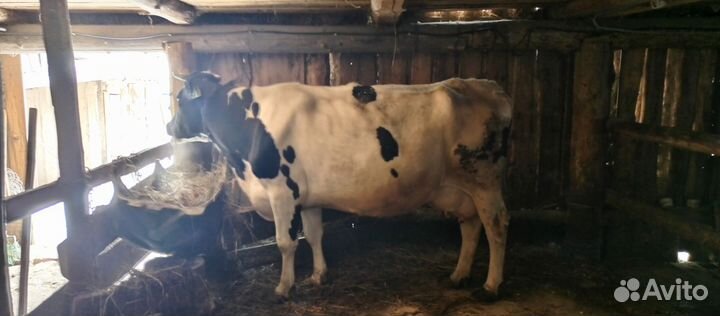 Корова стельная дойная