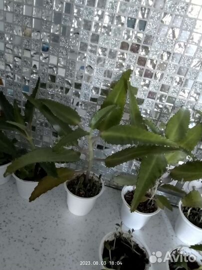 Каланхоэ лечебное