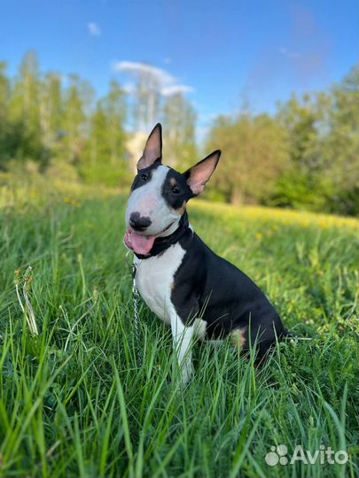 Стандартный бультерьер