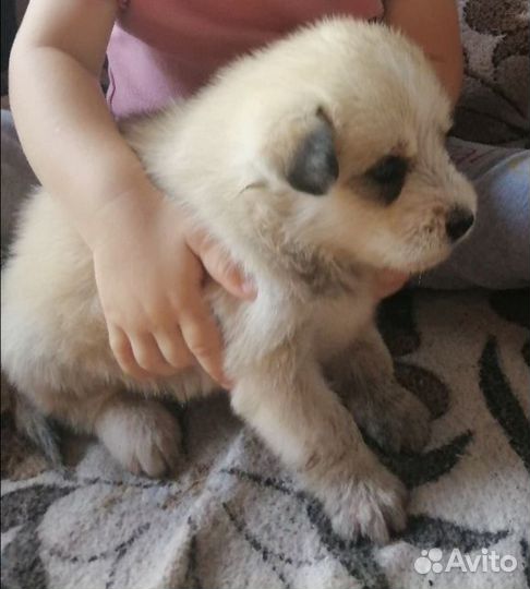 Отдам в добрые руки,хаски, 1 месяц