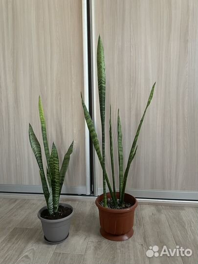 Сансевиерия