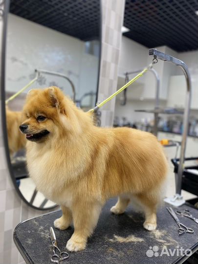 Груминг стрижка собак