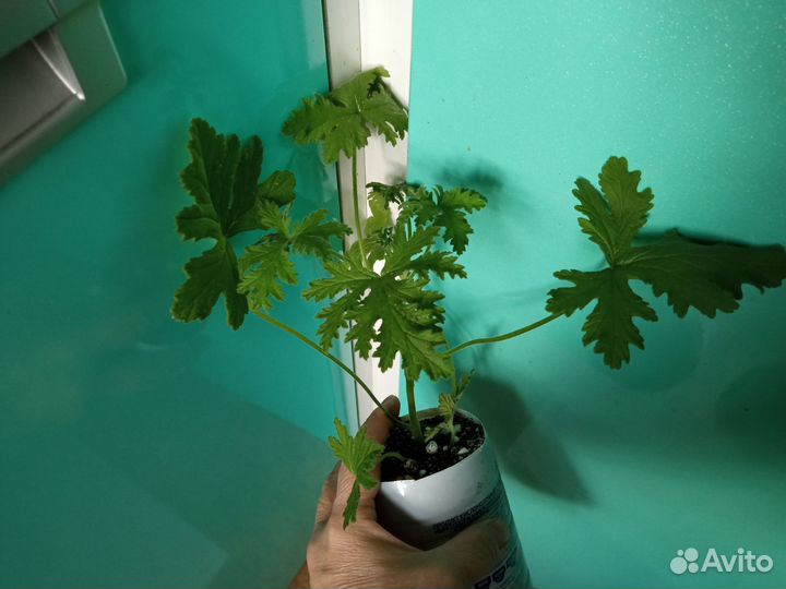 Пеларгония 