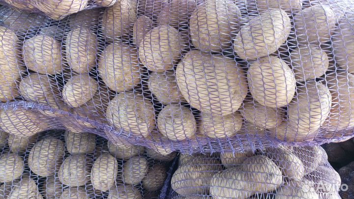 Продажа картофеля оптом и в розницу
