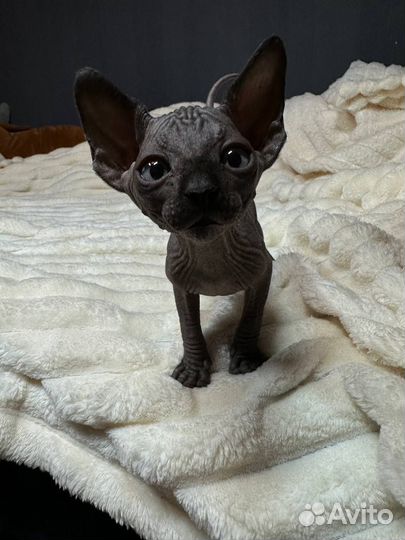 Канадский сфинкс