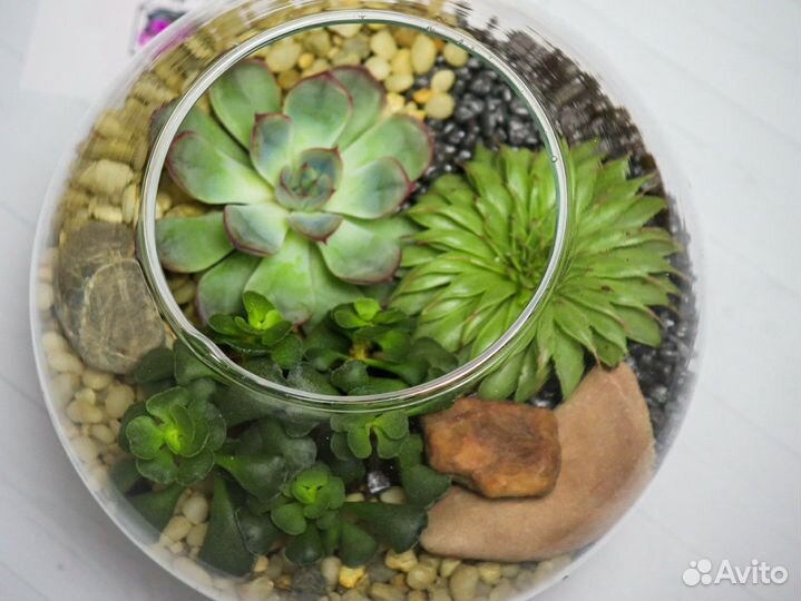 Флорариум на день рождения подарок