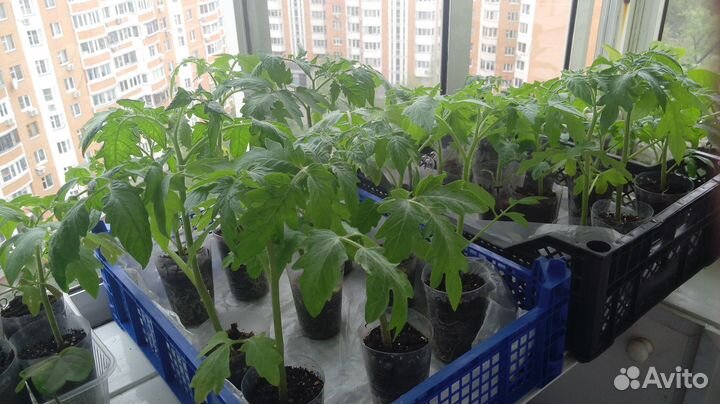 Рассада огурцов, кабачков, дынь и арбузов