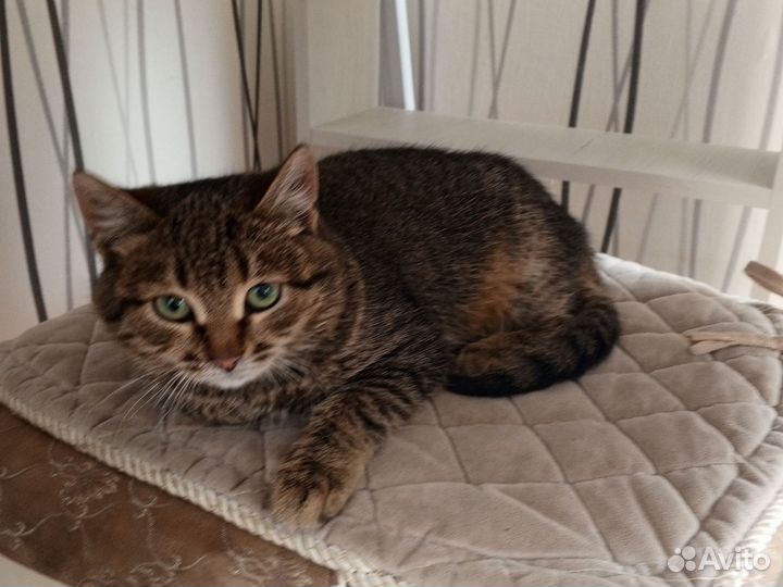 Домашние животные