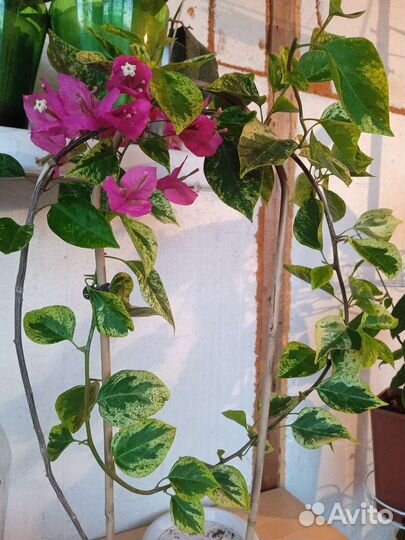 Бугенвиллия