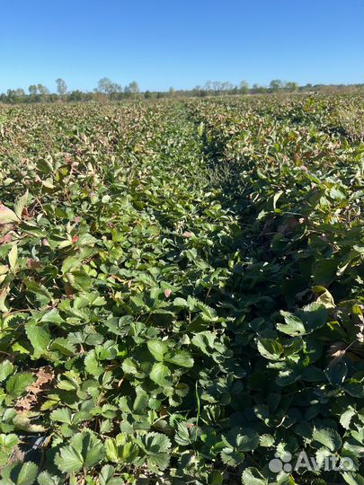 Рассада Клери