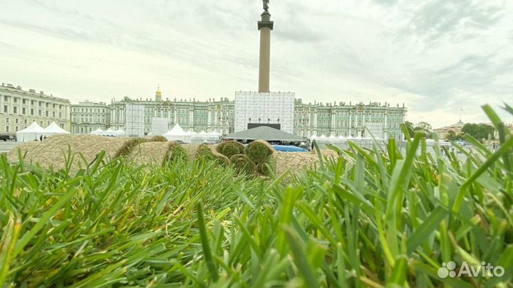 Рулонный газон 