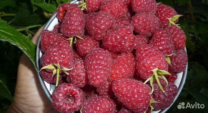 Продаю саженцы польки, карамельки, тарусы И др