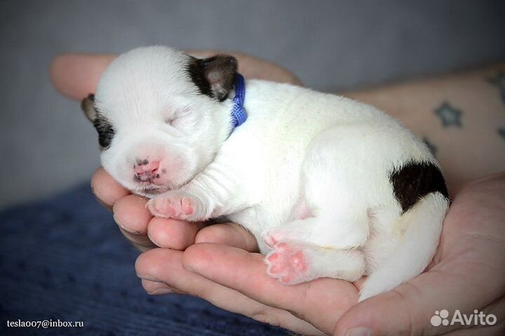 Джек Рассел терьер