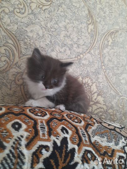 Кошки бесплатно