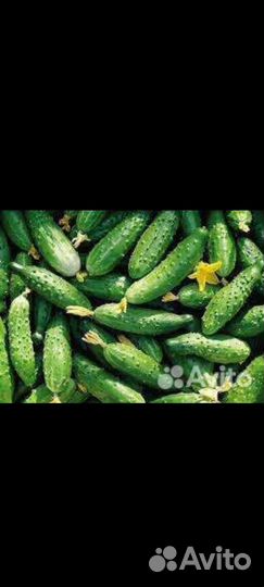 Семена огурцов