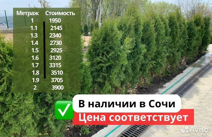 Туи смарагд