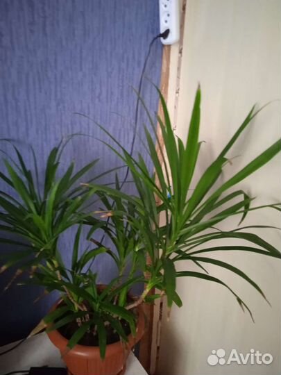 Книги, магнитофон на ленте СССР