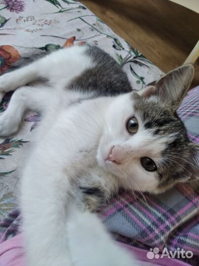 Котёнок ищет дом