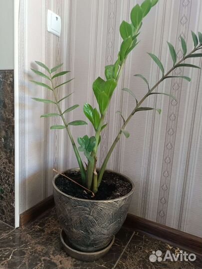 Комнатные цветы