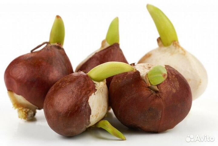 Луковица тюльпанов оптом 12;14+для выгонки