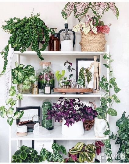 Растения в ассортименте для дома и офиса