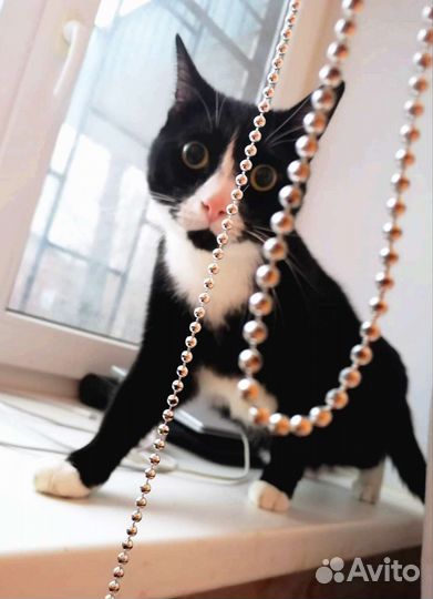 Передержка кошек и котов