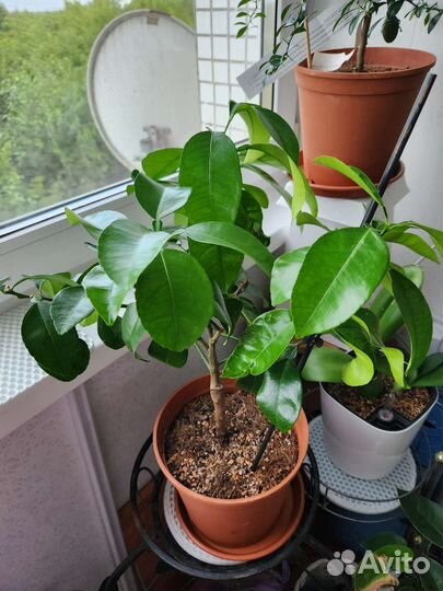 Цитрус Помело/грейпфрут 