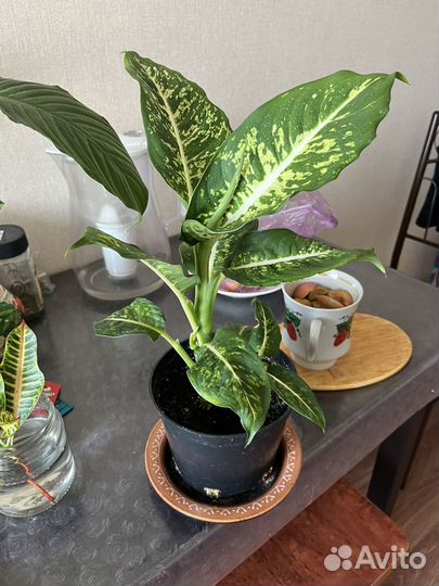 Диффенбахия, герань, хойя