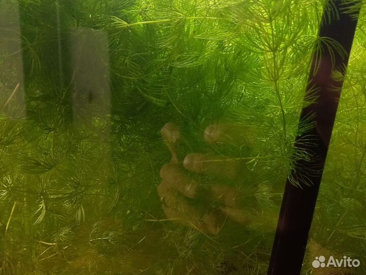 Растение аквариумное