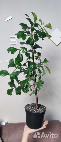 Фикус триангулярис