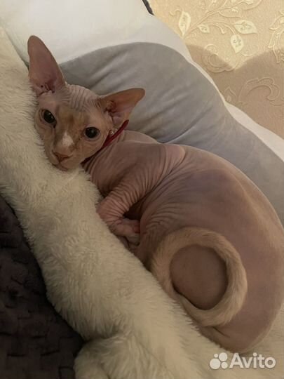 Котик сфинкс