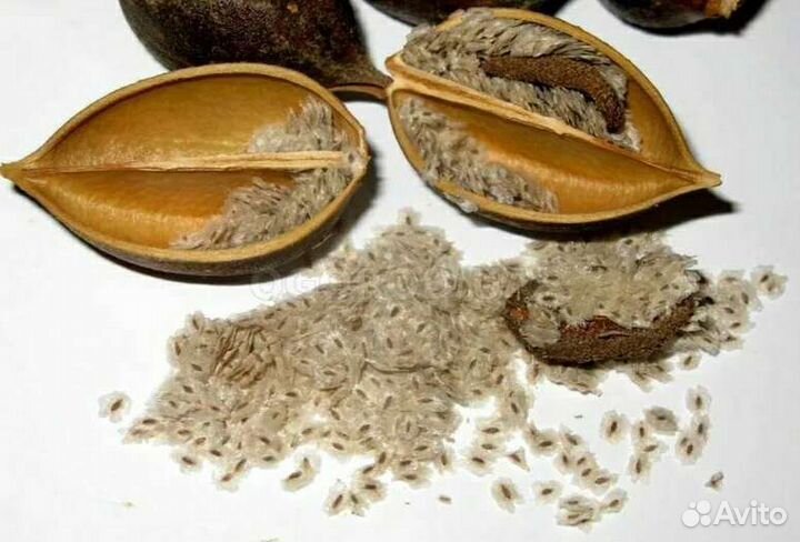 Павлония войлочная семена