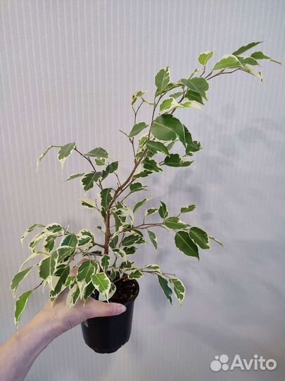 Фикусы, панданус