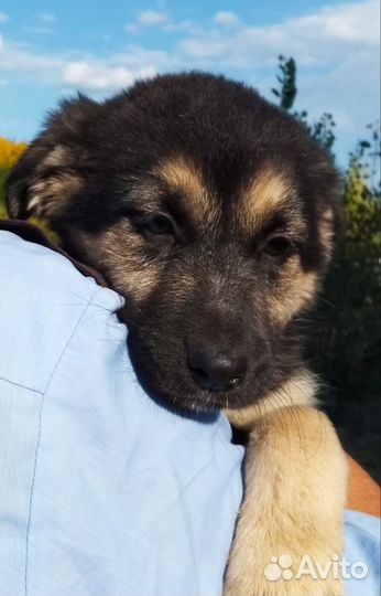 Щенки девочки