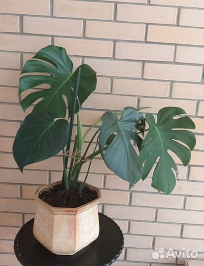 Монстера взрослое растение