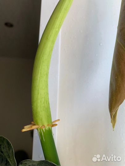 Филодендрон меланохризум