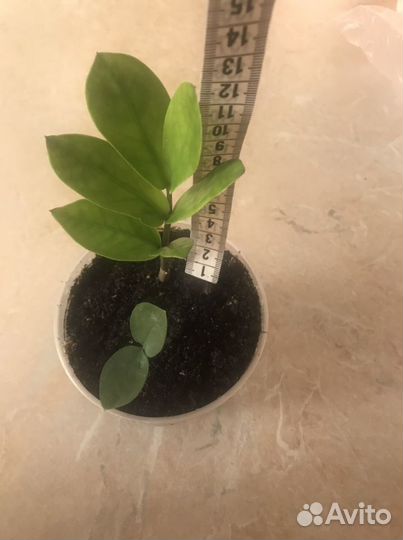 Замиокулькас долларовое дерево