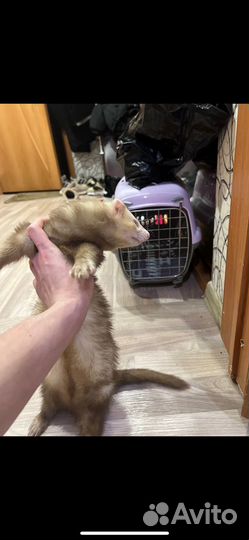 Продается хорек в хорошие руки
