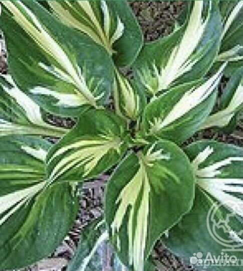 Хоста в ассортименте