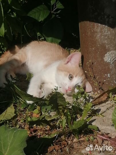 Котенок в добрые руки