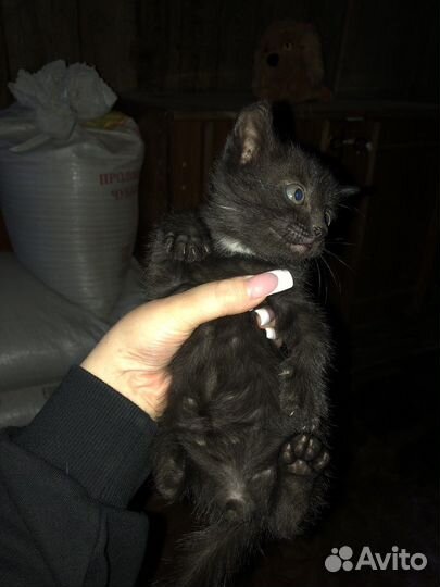 Котята в добрые руки бесплатно