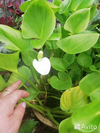 Дендробиум